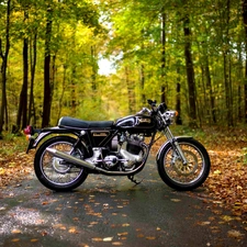 Leaf, autumn, forest, Way, motor-bike